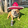 animal, bulldog, can, cute, daylight, dog, drink, expression, fence, grass, hat, outdoor, pet, porch, shadow, sitting, sombrero, sunlight, tongue, tree