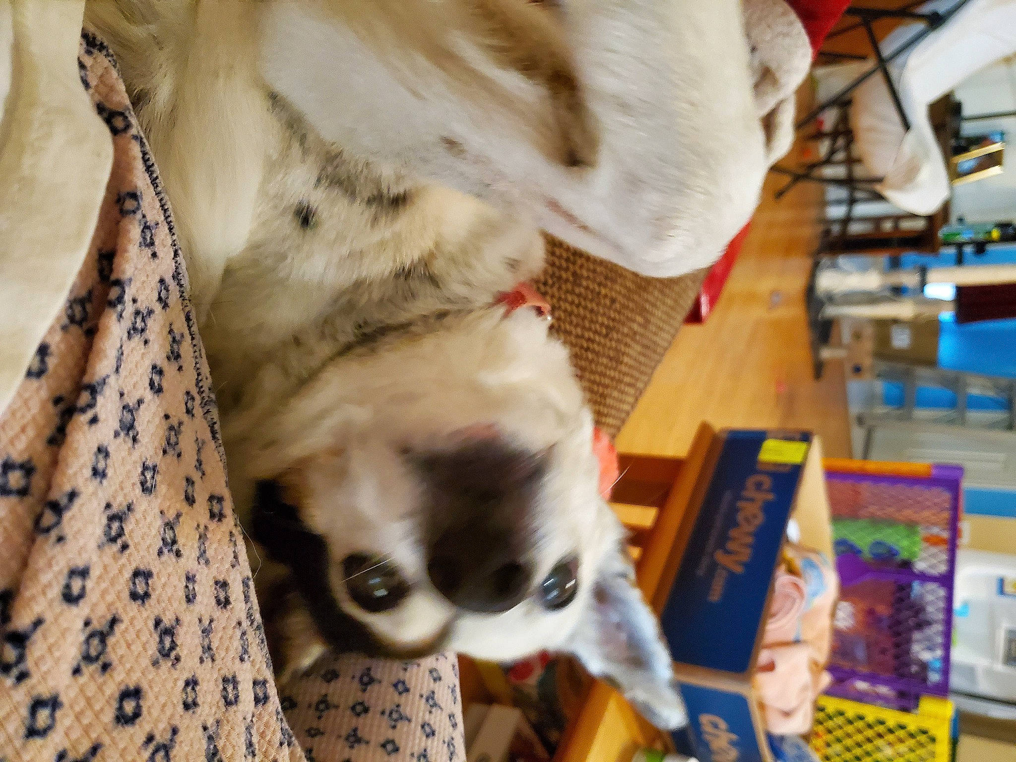 Indie joined the competition — help win amazing prizes! bookcase, carnivore, cat, collar, companion_dog, dog, dog_breed, fawn, felidae, fur, pattern, publication, shelf, siamese, small_to_medium_sized_cats, snout, tail, terrestrial_animal, whiskers, working_animal