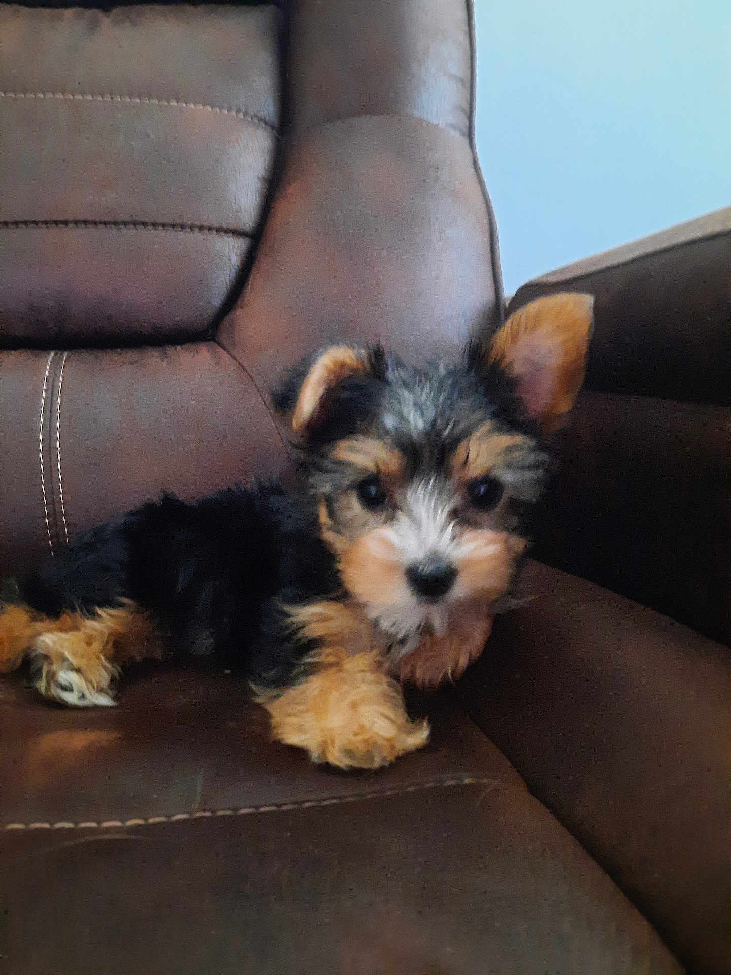 Zara joined the competition — help win amazing prizes! puppy, dog, pet, brown_leather_chair, indoor, small_dog, fluffy, cute, young_animal, fur, ears, sitting, resting, closeup, animal, companion, domestic_animal, cute_pet, chair, relaxing