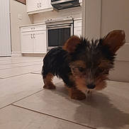 Zara joined the competition — help win amazing prizes! puppy, dog, indoor, kitchen, floor, tile, small, curious, ears, fur, black, brown, pet, animal, home, cabinet, appliance, microwave, oven, curiosity