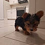 puppy, dog, indoor, kitchen, floor, tile, small, curious, ears, fur, black, brown, pet, animal, home, cabinet, appliance, microwave, oven, curiosity