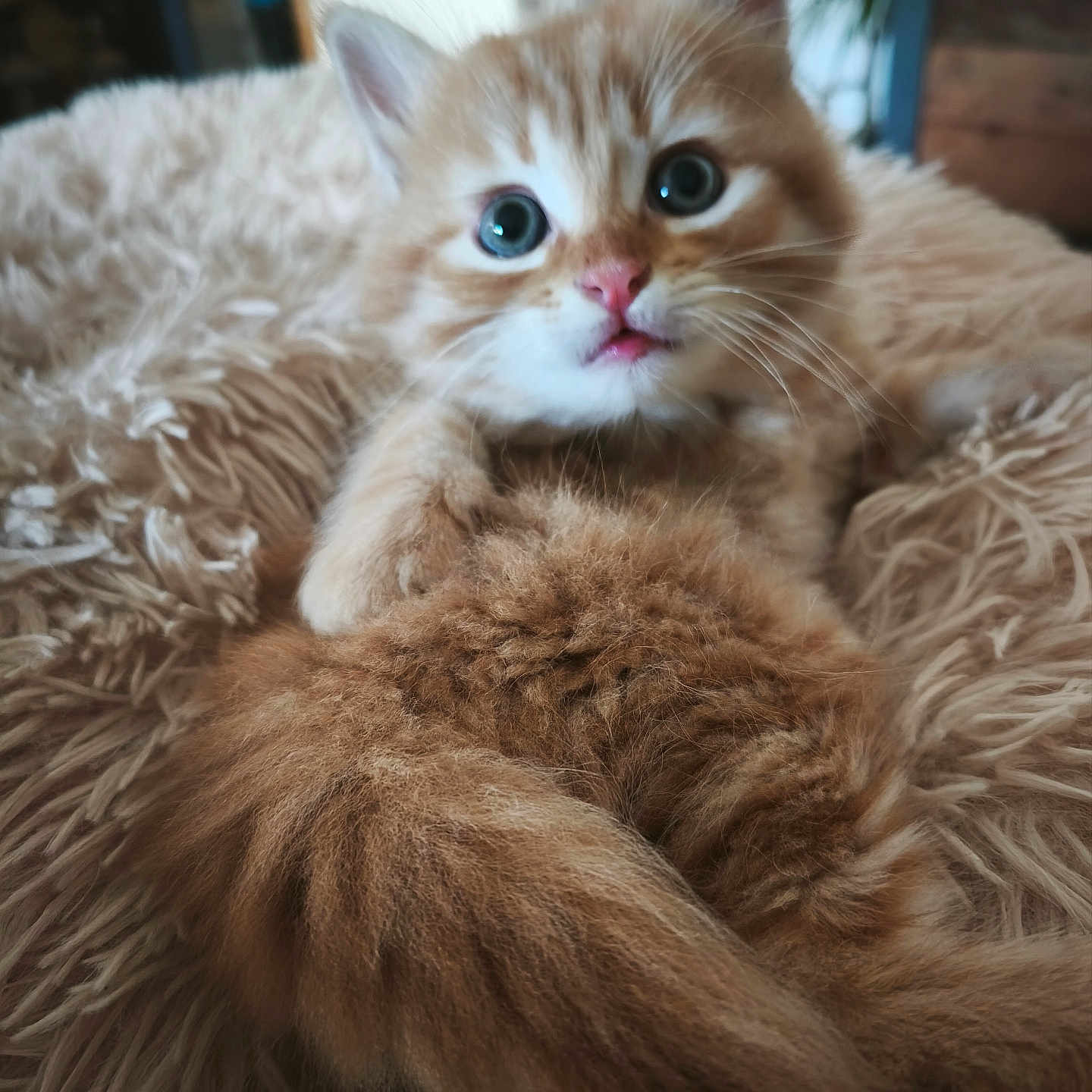 Floky