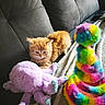 animal, blanket, cat, colorful_toy, couch, cozy, curious, cute, domestic, furniture, furry, indoor, kitten, orange_cat, pet, playful, plush_toy, purple_octopus, soft_toy, young_animal