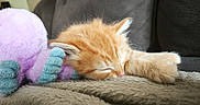 Floky a rejoint le concours — aidez-le/la à gagner de superbes lots ! blanket, blue, cat, closeup, cozy, cute, feline, fluffy, fur, indoor, kitten, nap, orange_cat, pet, purple, resting, sleeping, soft, stuffed_animal, toy