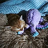 Floky a rejoint le concours — aidez-le/la à gagner de superbes lots ! animal, blanket, blue, brown, cat, comfort, cozy, cute, fluffy_rug, fur, indoor, kitten, nap, octopus_toy, pet, plush_toy, purple, resting, sleeping, soft_texture