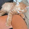Floky a rejoint le concours — aidez-le/la à gagner de superbes lots ! animal, blanket, cat, cozy, cute, domestic_cat, feline, fur, indoor, kitten, leg, nap, orange_tabby, paw, person, pet, relaxing, resting, sleeping, soft