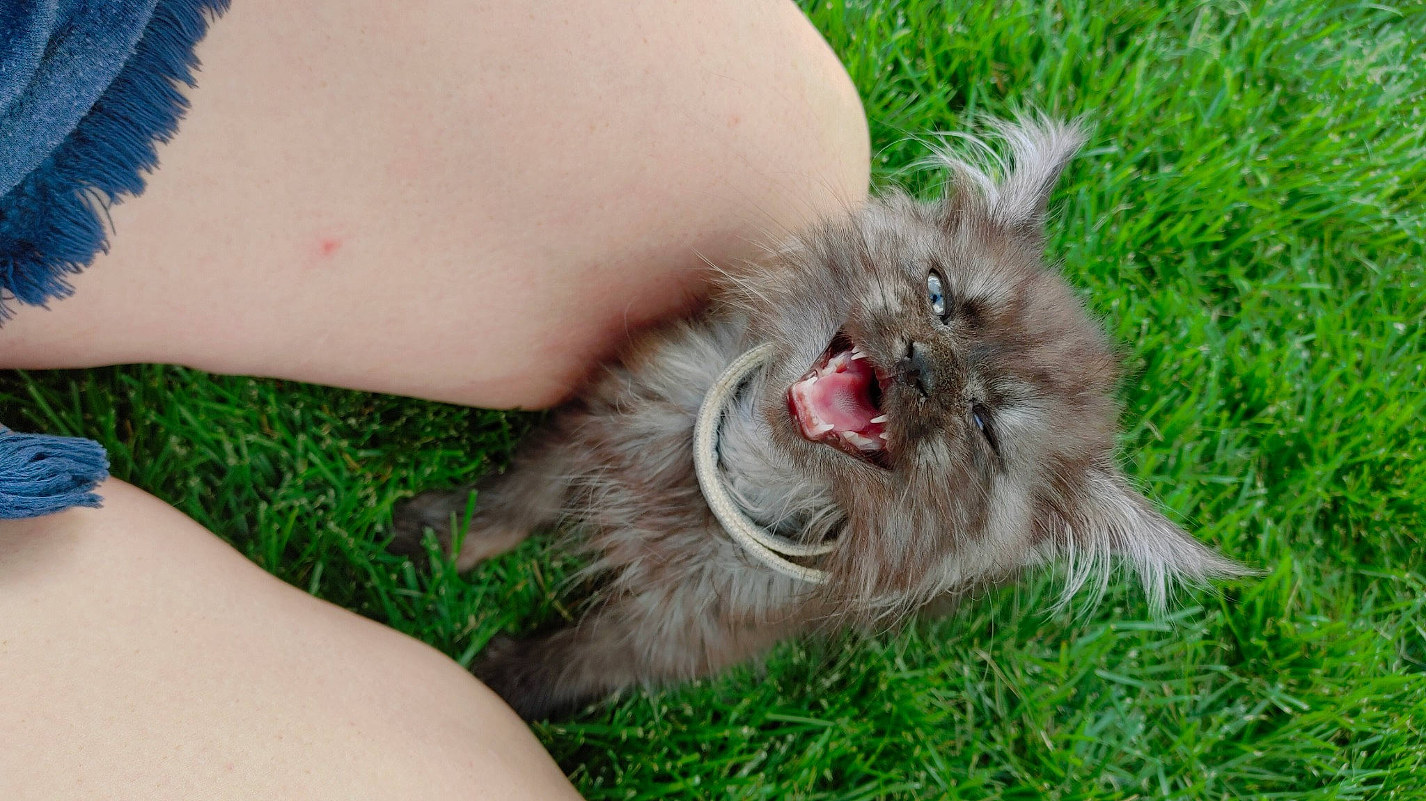 Grym is registered to the contest to win money with this photo: biting, canidae, carnivore, claw, fang, fawn, felidae, foot, fur, grass, guinea_pig, marsupial, nutria, paw, pest, rodent, small_to_medium_sized_cats, snout, terrestrial_animal, whiskers