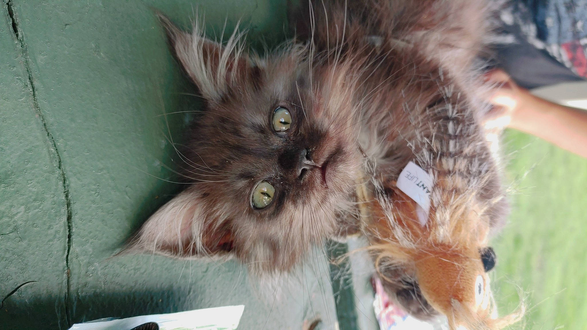 Grym joined the competition — help win amazing prizes! black_cat, british_longhair, canidae, carnivore, cat, claw, dog_breed, domestic_short_haired_cat, event, fawn, felidae, fur, liver, maine_coon, paw, small_to_medium_sized_cats, snout, tail, terrestrial_animal, whiskers