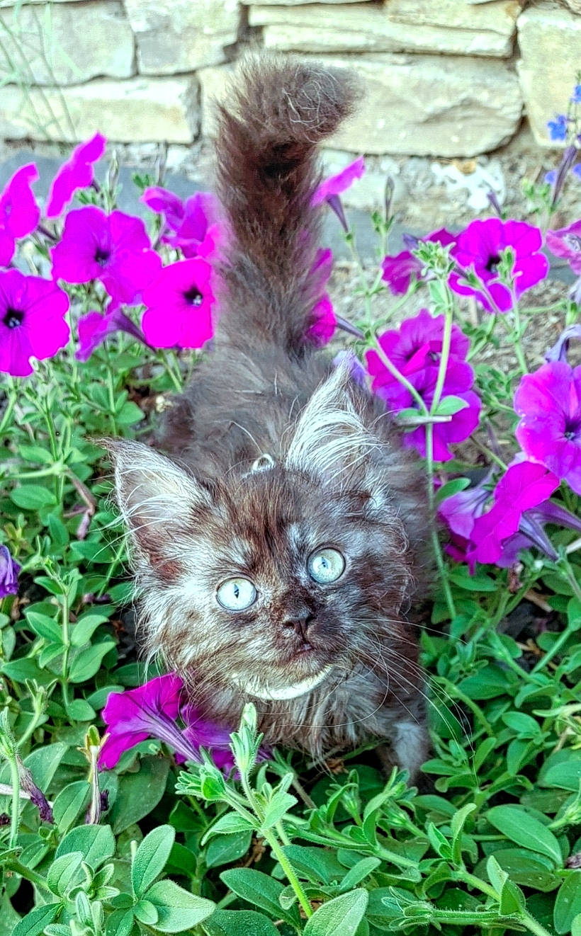 Grym joined the competition — help win amazing prizes! annual_plant, botany, carnivore, cat, fawn, felidae, flower, flowering_plant, grass, groundcover, nature, organism, petal, plant, rabbits_and_hares, shrub, small_to_medium_sized_cats, terrestrial_animal, terrestrial_plant, whiskers