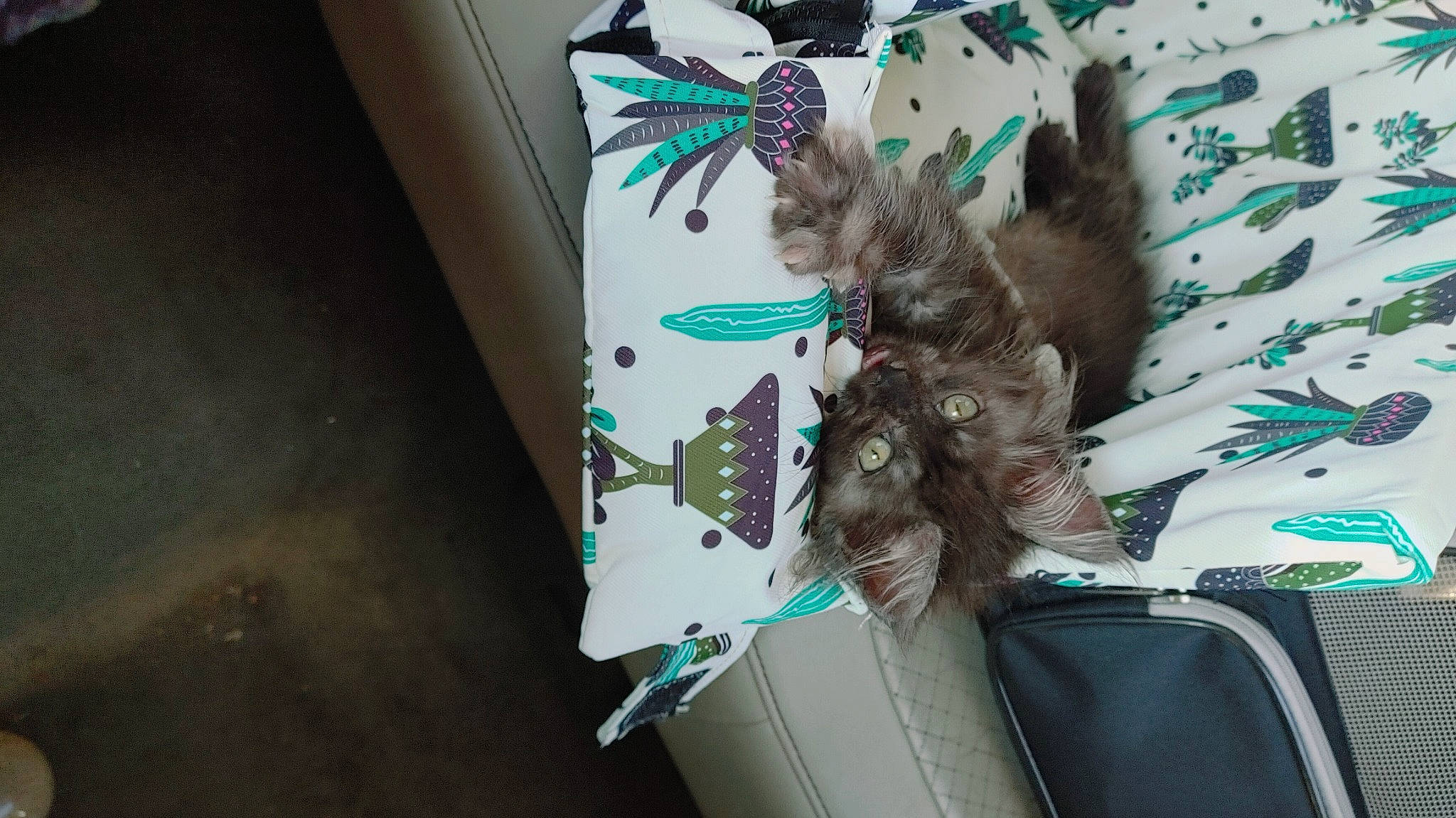 Grym joined the competition — help win amazing prizes! fashion_accessory, feather, felidae, fur, pattern, small_to_medium_sized_cats, tail, tie, whiskers, wing