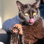 Darius a rejoint le concours — aidez-le/la à gagner de superbes lots ! animal, black_cat, blue_hoodie, cat, close_up, cute, feline, fur, indoor, paw, person_in_background, pet, pink_paw_pads, playful, portrait, relaxed, sunlight, tongue_out, whiskers, yellow_eyes