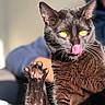 animal, black_cat, blue_hoodie, cat, close_up, cute, feline, fur, indoor, paw, person_in_background, pet, pink_paw_pads, playful, portrait, relaxed, sunlight, tongue_out, whiskers, yellow_eyes