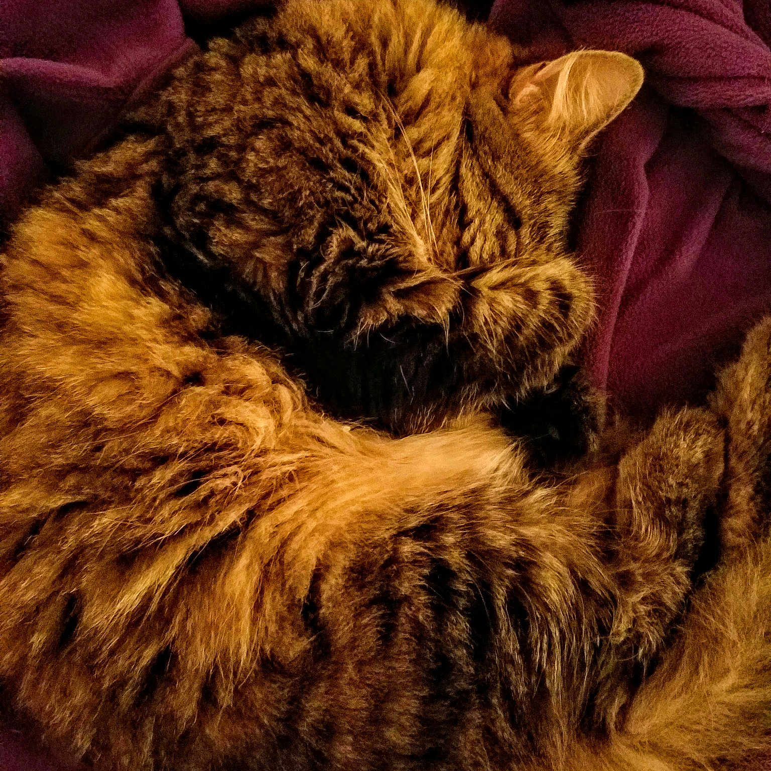 Bella