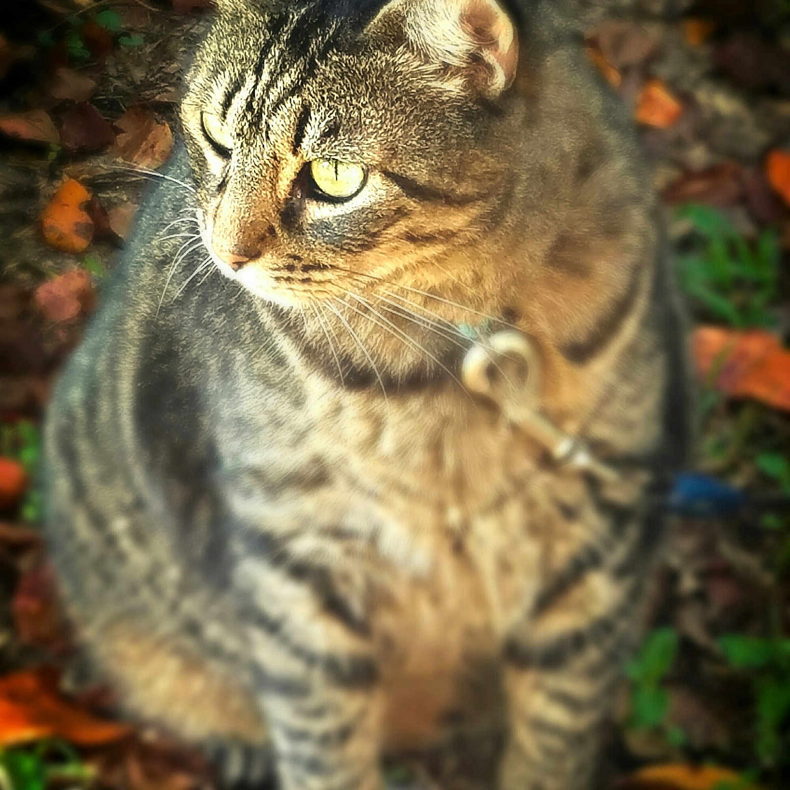 Spank joined the competition — help win amazing prizes! asian, california_spangled, carnivore, cat, domestic_short_haired_cat, dragon_li, european_shorthair, eye, felidae, fur, grass, leaf, mammal, pixie_bob, sky, small_to_medium_sized_cats, snout, tabby_cat, whiskers, wild_cat