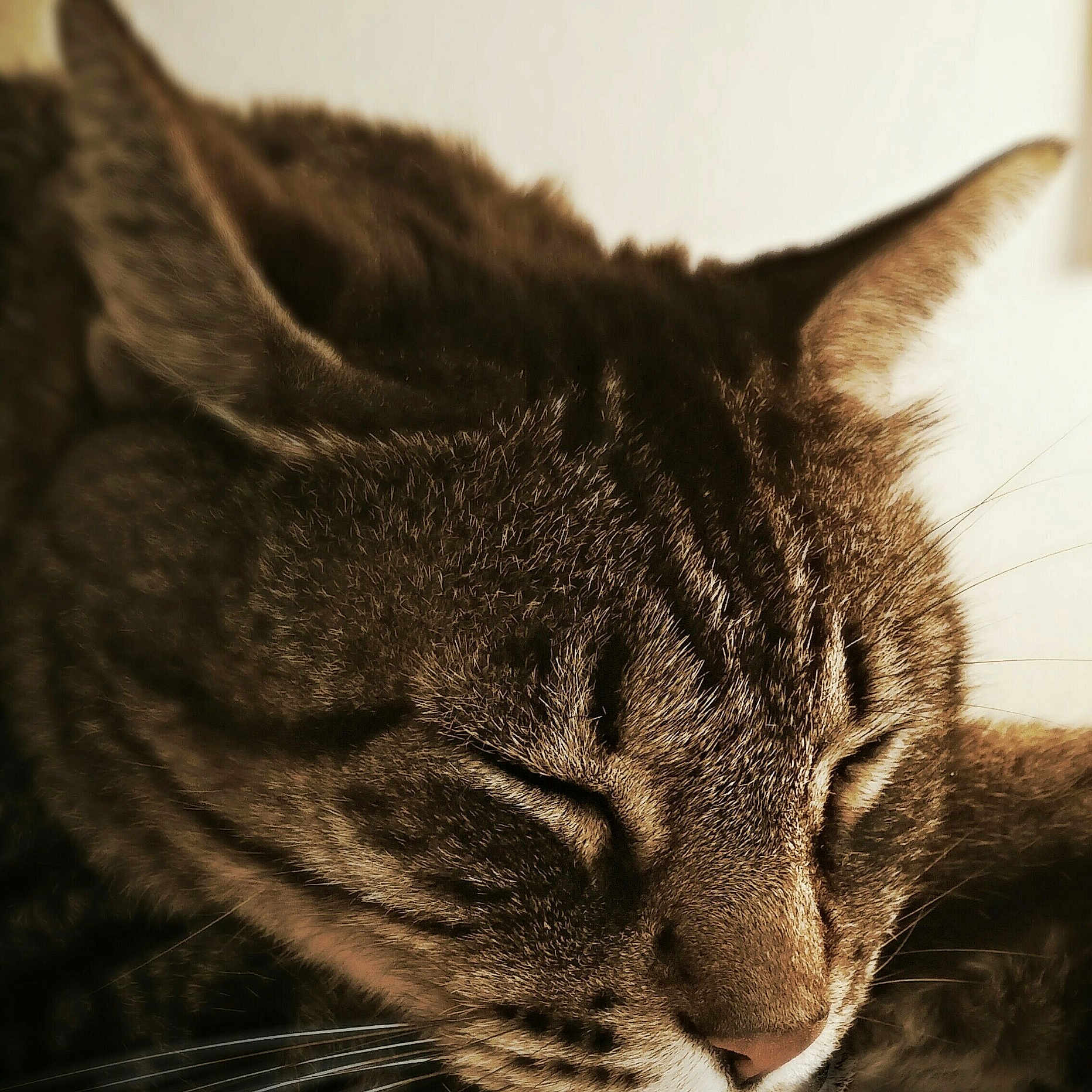 Spanky