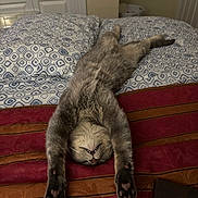 Dino is registered to the contest to win money with this photo: animal, bed, blanket, cat, comfort, cozy, cute, domestic, feline, fur, gray, indoor, mammal, pattern, paws, pet, relaxation, resting, sleeping, stretched_out