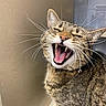 animal, cat, closeup, cute, domestic_cat, ears, expression, face, feline, funny, fur, indoor, mouth_open, pet, playful, portrait, tabby, teeth, tongue, whiskers
