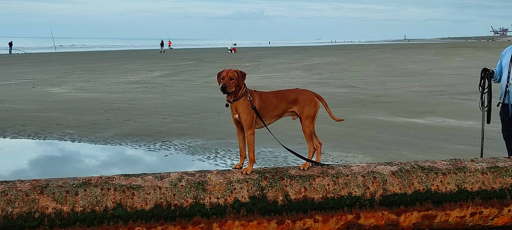 Pikhawe Des Terres Lointaines