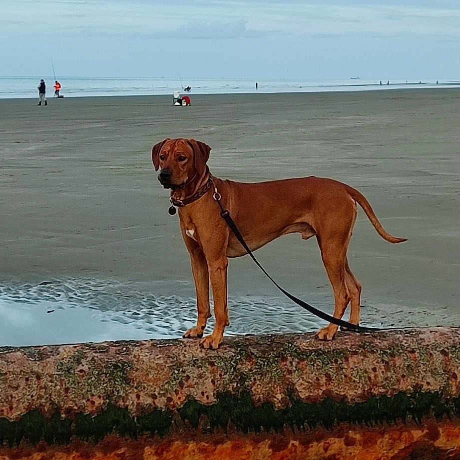 Pikhawe Des Terres Lointaines