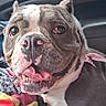 animal, bandana, brown, canine, car_interior, close_up, companion, cute, dog, domestic_animal, friendly, happy, indoor, panting, pet, portrait, seated, smiling, tongue_out, white