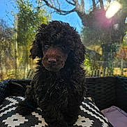 Atos participe au concours pour gagner de l'argent avec cette photo : black_brown, branches, cozy, curly_hair, cushion, cute, daylight, dog, fur, nature, outdoor, patterned, pet, portrait, puppy, sitting, sunlight, tree, wicker_chair, window