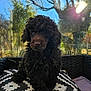 black_brown, branches, cozy, curly_hair, cushion, cute, daylight, dog, fur, nature, outdoor, patterned, pet, portrait, puppy, sitting, sunlight, tree, wicker_chair, window