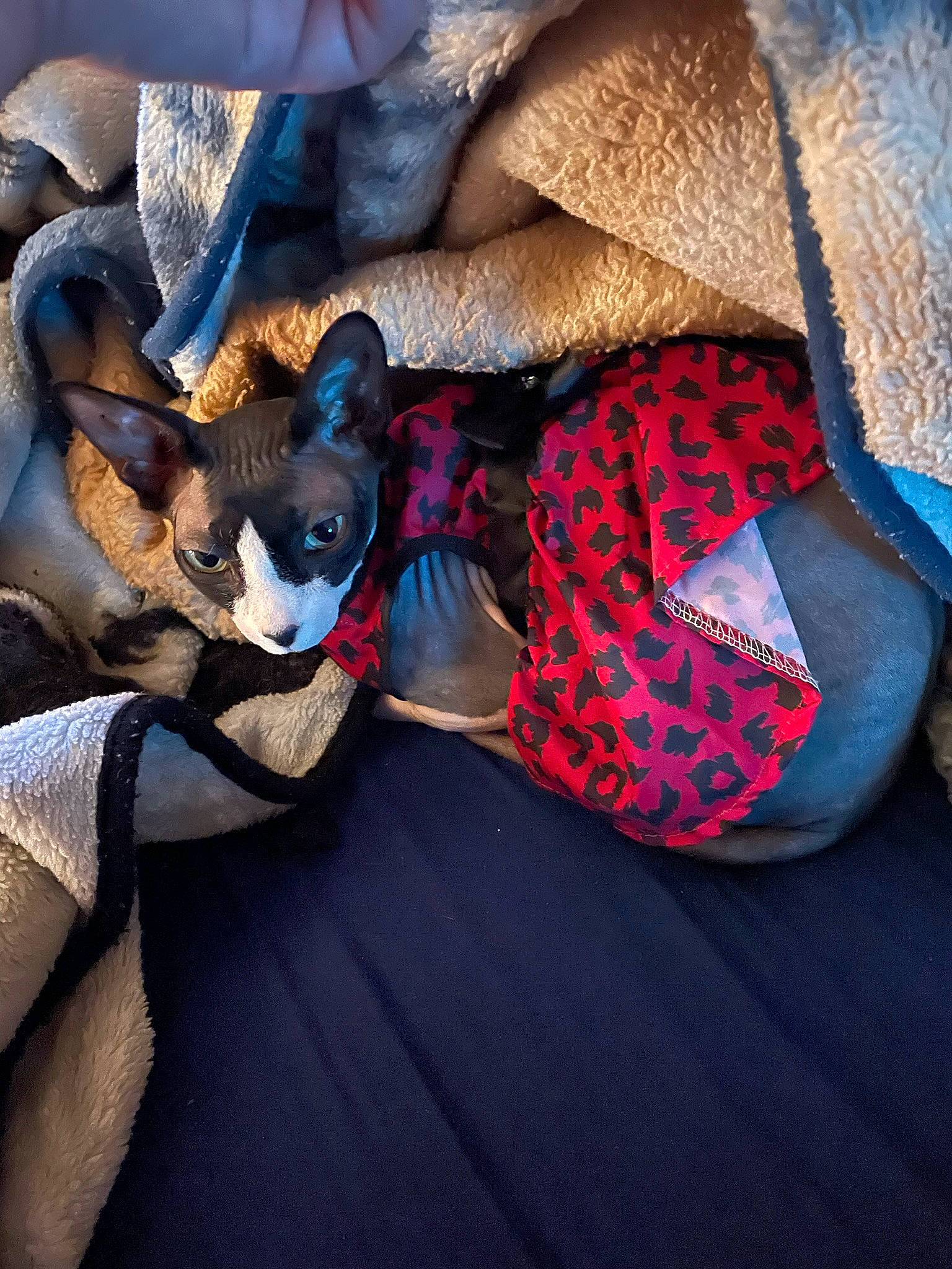 Jose is registered to the contest to win money with this photo: blue, carnivore, comfort, companion_dog, couch, dog, dog_breed, dog_clothes, dog_supply, ear, electric_blue, fawn, felidae, fur, head, human_body, purple, snout, toy_dog, whiskers