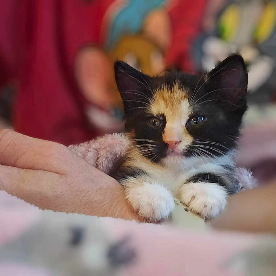 Miley joined the competition — help win amazing prizes! abyssinian, animal, blanket, bodypart, cat, doctor, finger, hand, kitten, manx, person, pet, siamese