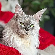 Umoya a rejoint le concours — aidez-le/la à gagner de superbes lots ! cat, fluffy, long_hair, silver_fur, green_eyes, pet, animal, portrait, close_up, whiskers, ears, face, indoors, cushion, red_fabric, greenery, relaxed, sitting, looking_at_camera, photography