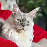 cat, fluffy, long_hair, silver_fur, green_eyes, pet, animal, portrait, close_up, whiskers, ears, face, indoors, cushion, red_fabric, greenery, relaxed, sitting, looking_at_camera, photography