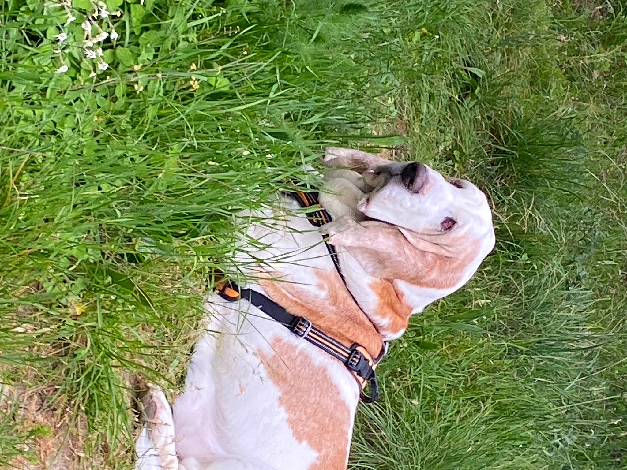 Balthazar a rejoint le concours — aidez-le/la à gagner de superbes lots ! carnivore, collar, companion_dog, dog, dog_breed, dog_collar, fawn, grass, grassland, leash, liver, meadow, plant, snout, sporting_group, sunglasses, tail, terrestrial_animal, whiskers, working_animal