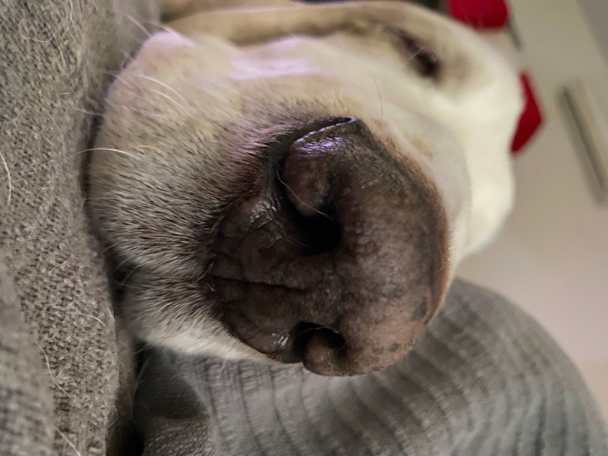 Balthazar participe au concours pour gagner de l'argent avec cette photo : bulldog, canidae, carnivore, comfort, companion_dog, dog, dog_breed, ear, fawn, fur, grey, nap, pug, snout, sporting_group, terrestrial_animal, toy_dog, whiskers, working_animal, wrinkle