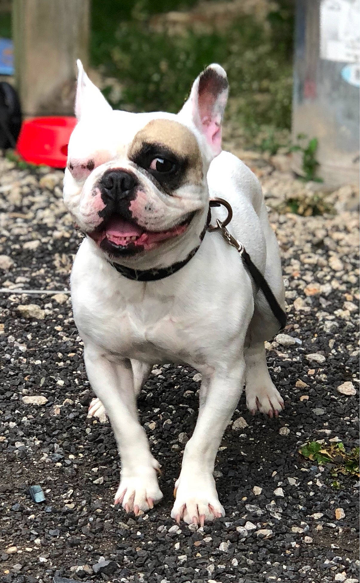 Jacko a rejoint le concours — aidez-le/la à gagner de superbes lots ! american_bulldog, australian_bulldog, bulldog, canidae, carnivore, companion_dog, dog, dog_breed, fawn, french_bulldog, grass, mammal, molosser, non_sporting_group, rare_breed_dog, snout, sporting_group, toy_bulldog, vertebrate, white_english_bulldog