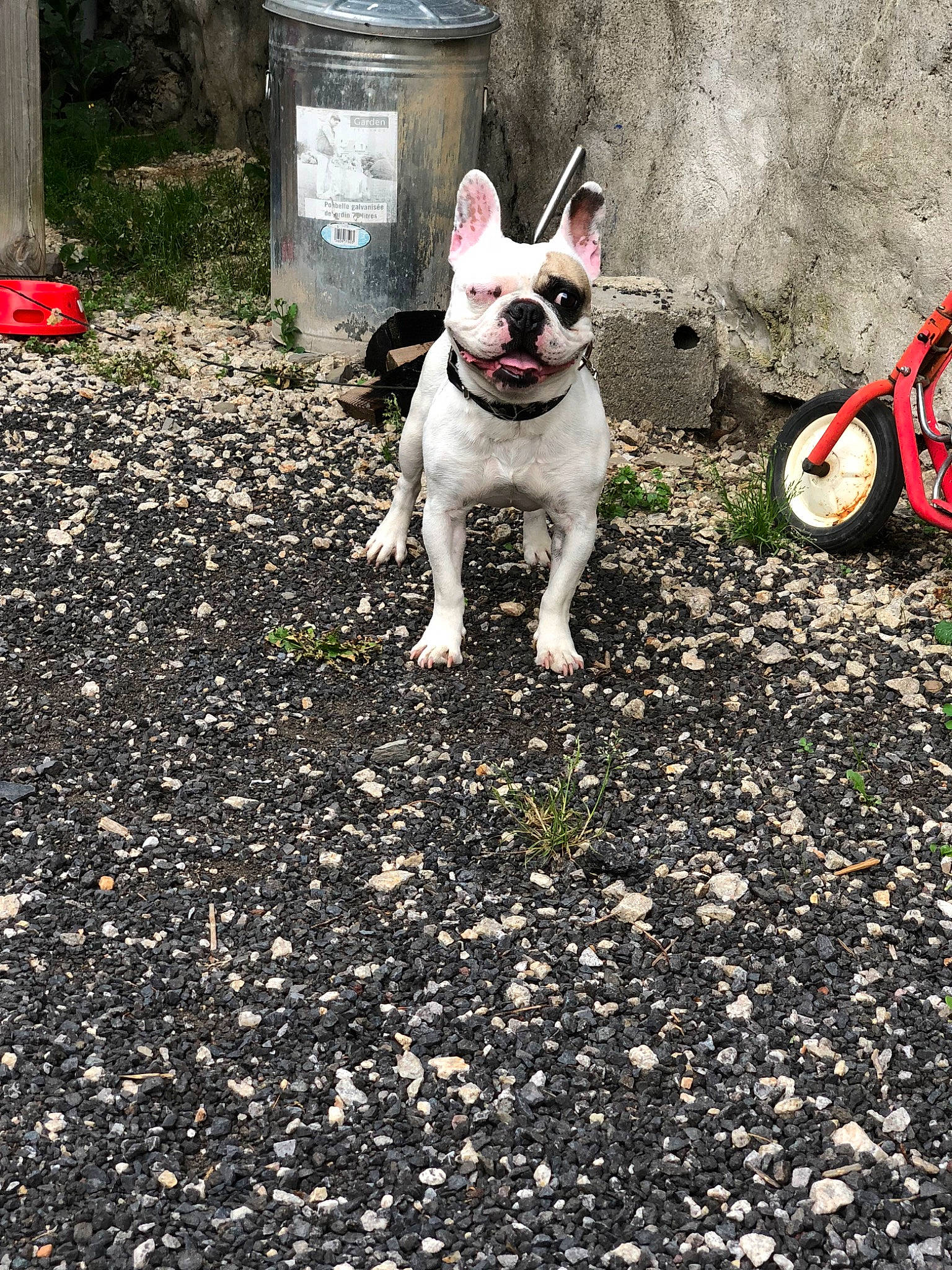 Jacko participe au concours pour gagner de l'argent avec cette photo : adventure, american_bulldog, bull_and_terrier, canidae, carnivore, companion_dog, dog, dog_breed, fawn, french_bulldog, leash, mammal, non_sporting_group, pit_bull, soil, street, tail, toy_bulldog