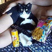 Tommy participe au concours pour gagner de l'argent avec cette photo : aluminum_can, carnivore, cat, comfort, couch, domestic_short_haired_cat, drink, drinkware, felidae, flooring, food, fur, junk_food, nail, room, small_to_medium_sized_cats, tableware, tail, tin_can, whiskers