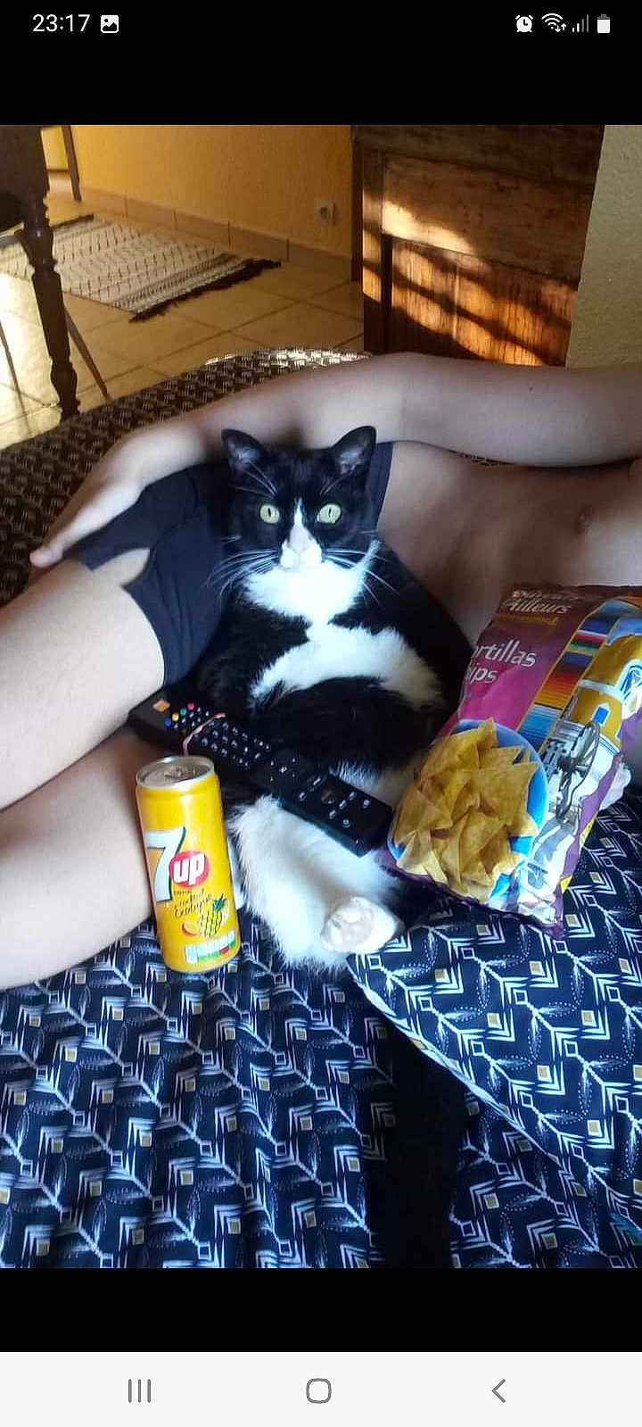 Tommy participe au concours pour gagner de l'argent avec cette photo : aluminum_can, carnivore, cat, comfort, couch, domestic_short_haired_cat, drink, drinkware, felidae, flooring, food, fur, junk_food, nail, room, small_to_medium_sized_cats, tableware, tail, tin_can, whiskers