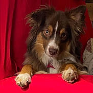 Rooster is registered to the contest to win money with this photo: dog, animal, pet, fur, paws, red_blanket, indoor, cute, canine, mammal, face, ears, nose, eyes, resting, looking, fluffy, brown, white, cozy