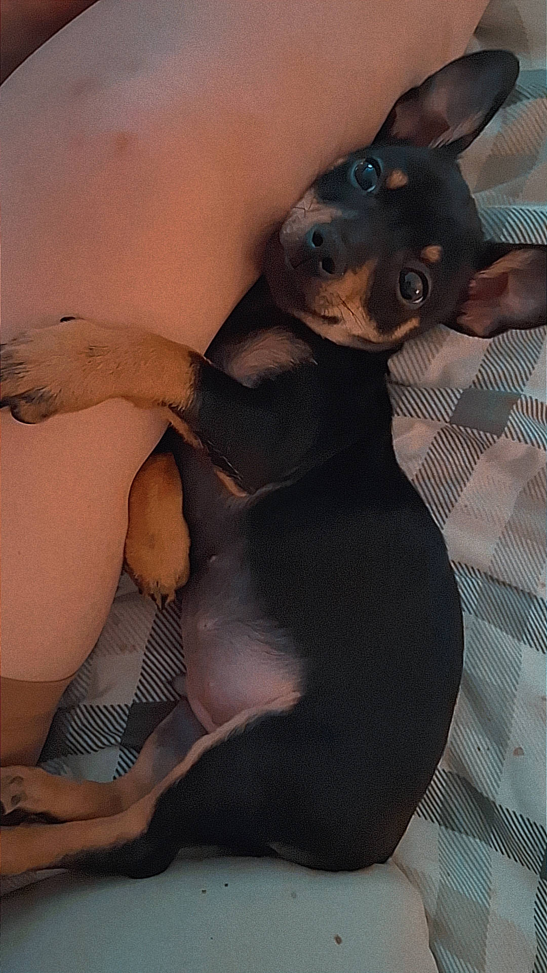 Chorizo is registered to the contest to win money with this photo: animal, black_and_tan, blanket, companion, cozy, cute, dog, ears_up, fur, human_leg, indoor, leg, looking_up, lying_down, patterned_blanket, pet, puppy, resting, small_dog, snuggling