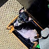 puppy, dog, black, tan, small_box, lying_down, belly_up, ears, wide_eyes, carpet, blanket, indoor, cute, pet, young, fur, animal, resting, looking_up, cozy