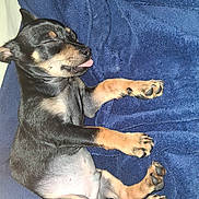 Chorizo is registered to the contest to win money with this photo: puppy, dog, sleeping, tongue_out, black_and_tan, blanket, cozy, napping, pet, cute, animal, fur, paw, indoor, resting, young, small_dog, relaxed, bed, soft