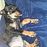puppy, dog, sleeping, tongue_out, black_and_tan, blanket, cozy, napping, pet, cute, animal, fur, paw, indoor, resting, young, small_dog, relaxed, bed, soft