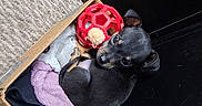 Chorizo joined the competition — help win amazing prizes! puppy, dog, cardboard_box, blanket, toy, red_ball, indoor, carpet, black_dog, small_dog, cute, pet, animal, young_dog, looking_up, resting, cozy, fur, ears, curious
