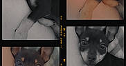 Chorizo is registered to the contest to win money with this photo: animal, black_and_white, close_up, collage, color, cozy, cuddly, cute, dog, ears, eyes, lying_down, paw, pet, portrait, puppy, resting, small_dog, snuggle, soft