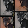 Chorizo is registered to the contest to win money with this photo: dog, puppy, pet, collage, black_and_white, color, cute, animal, lying_down, small_dog, close_up, portrait, ears, eyes, paw, resting, cozy, soft, snuggle, cuddly
