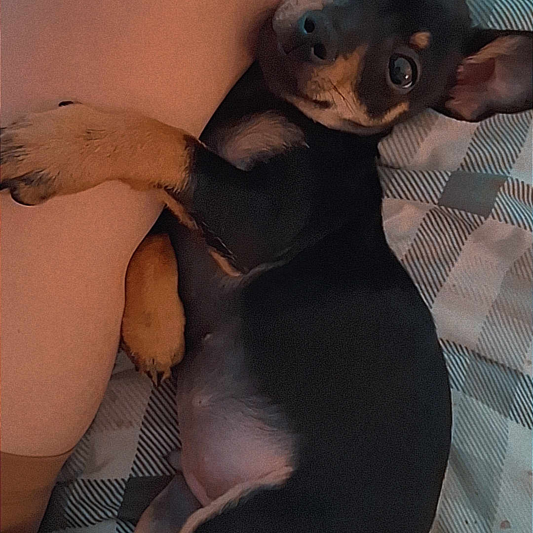 Chorizo