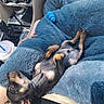 puppy, dog, sleeping, car, blanket, blue_blanket, fluffy, pet, nap, relaxed, small_dog, interior, dashboard, cup, comfort, toy, paw, fur, rest, cozy