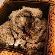 Tigrou participe au concours pour gagner de l'argent avec cette photo : abyssinian, animal, basket, blanket, box, canine, cat, couch, crate, dog, dogbed, furniture, hardwood, kitten, manx, pet, puppy, siamese, terrier, wood