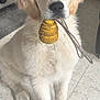 Edwige Bourghelle participe au concours pour gagner de l'argent avec cette photo : dog, puppy, golden_retriever, pet, indoor, toy, yellow_toy, floor, tile_floor, cute, fluffy, sitting, animal, young_dog, playful, domestic_animal, fur, canine, looking_at_camera, adorable