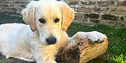 Edwige Bourghelle participe au concours pour gagner de l'argent avec cette photo : dog, puppy, golden_retriever, grass, log, brick_wall, outdoor, pet, animal, canine, young, fur, paw, resting, nature, cute, playful, mammal, summer, daylight