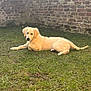 Edwige Bourghelle participe au concours pour gagner de l'argent avec cette photo : dog, puppy, golden_retriever, grass, lawn, brick_wall, outdoor, pet, animal, canine, laying_down, fur, ears, tail, snout, nature, young_dog, cute, relaxed, daylight